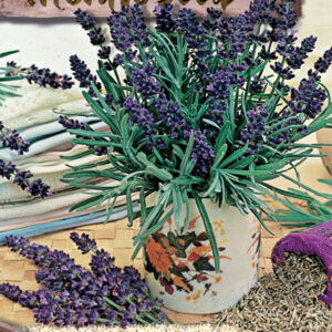 Levandule lékařská